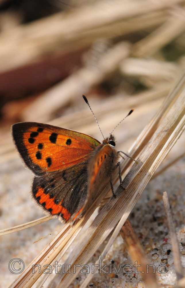 SR0_3113 / Lycaena phlaeas / Ildgullvinge