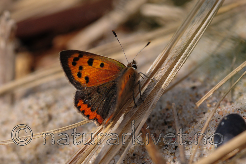 SR0_3114 / Lycaena phlaeas / Ildgullvinge