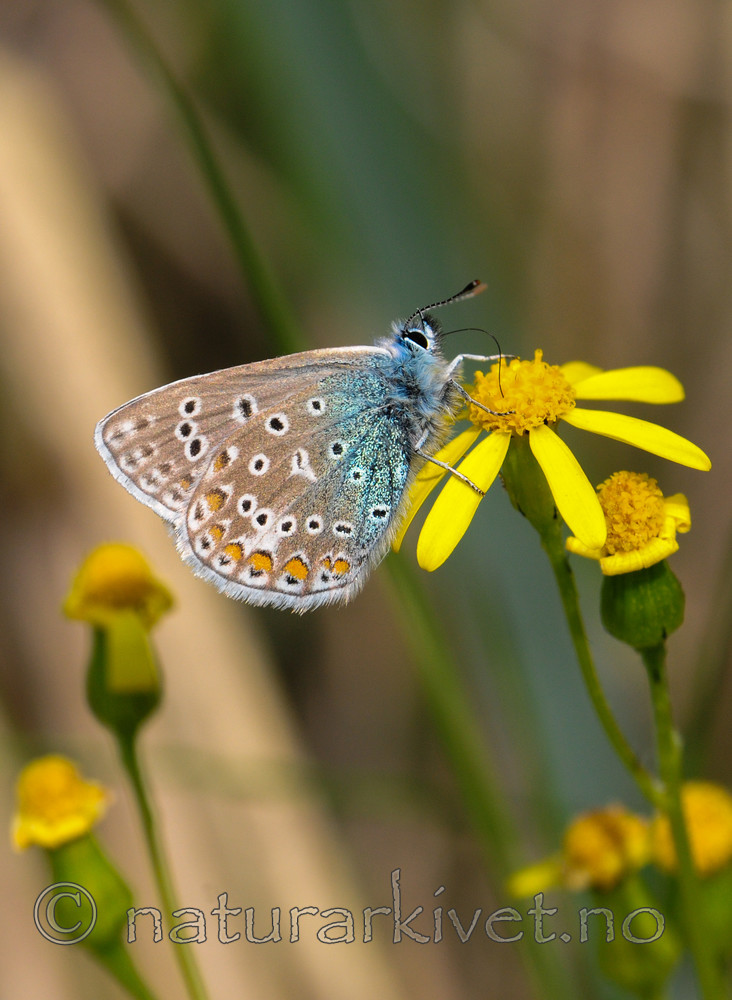 SR0_3117 / Polyommatus icarus / Tiriltungeblåvinge