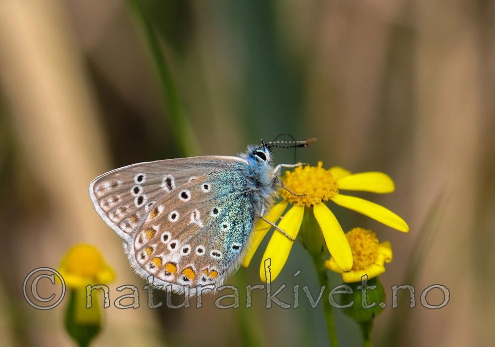 SR0_3119 / Polyommatus icarus / Tiriltungeblåvinge