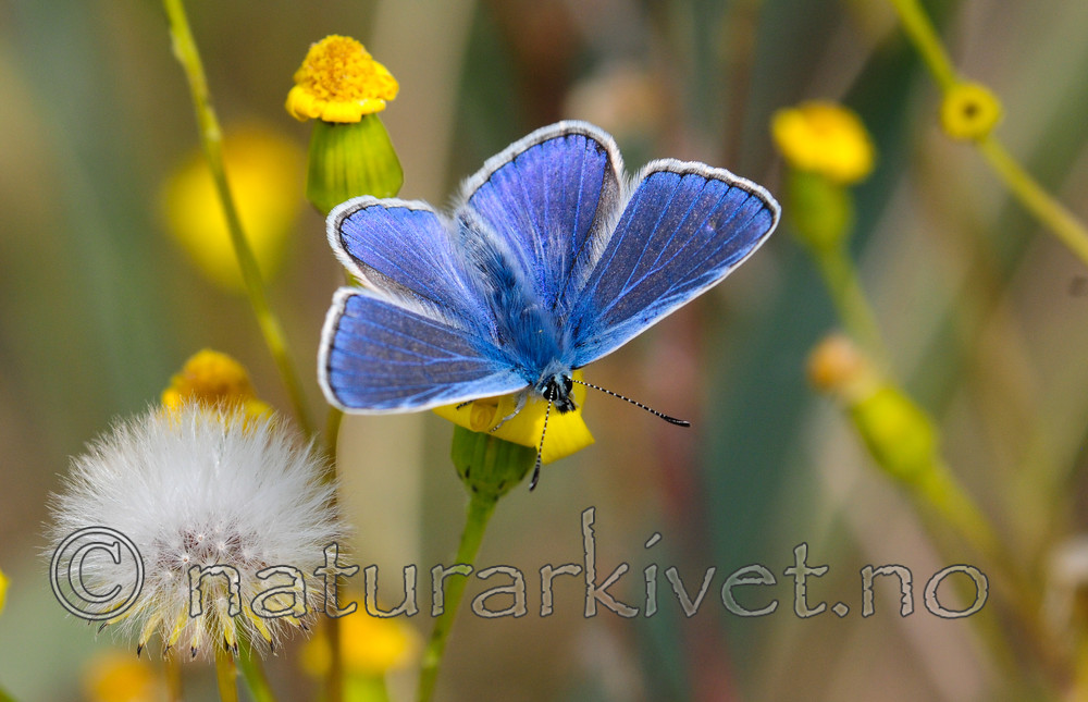 SR0_3123 / Polyommatus icarus / Tiriltungeblåvinge