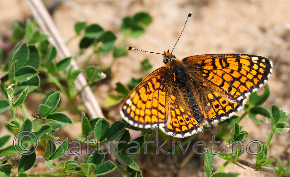 SR0_3157 / Melitaea cinxia / Prikkrutevinge