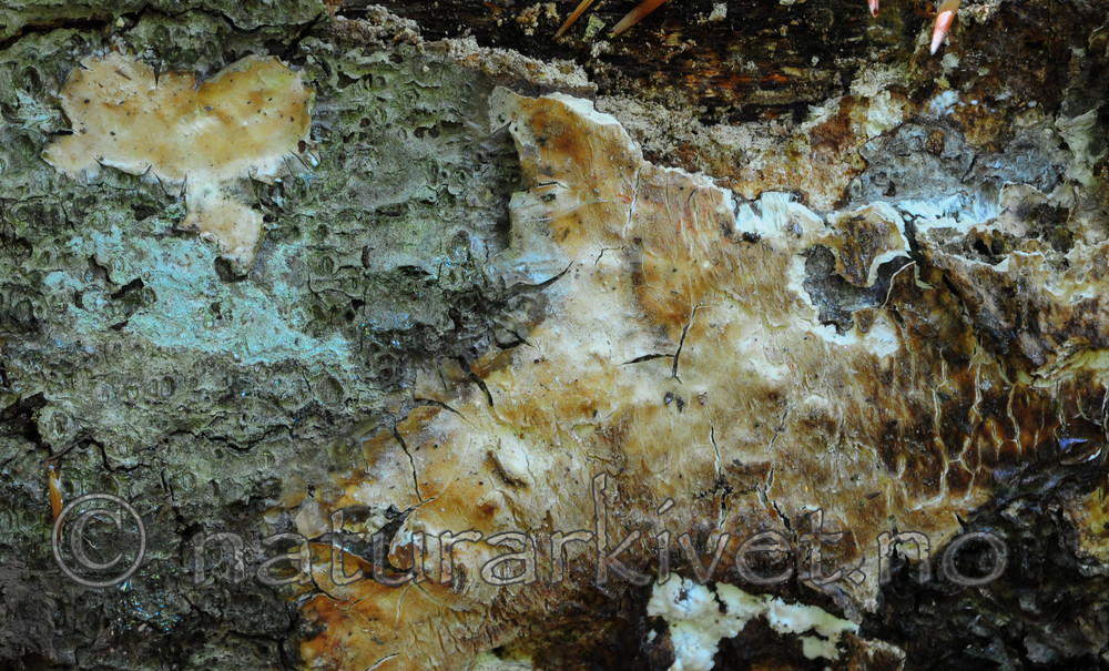 SR0_3247 / Gloeoporus pannocinctus / Finkjuke