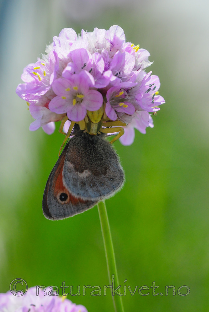 SR0_3290 / Armeria maritima / Fjærekoll <br /> Coenonympha pamphilus / Engringvinge <br /> Misumena vatia