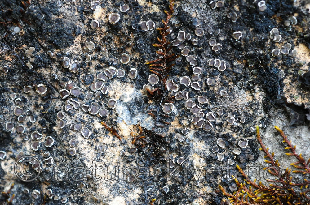 SR0_3314 / Acarospora glaucocarpa