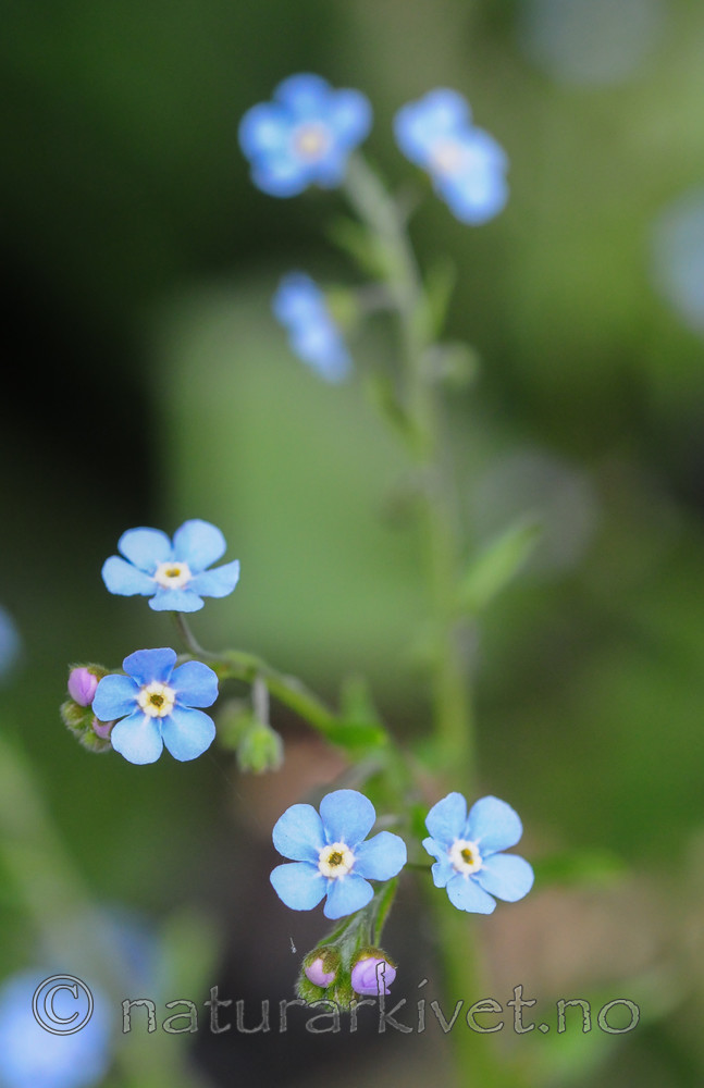 SR0_3384 / Lappula deflexa / Hengepiggfrø