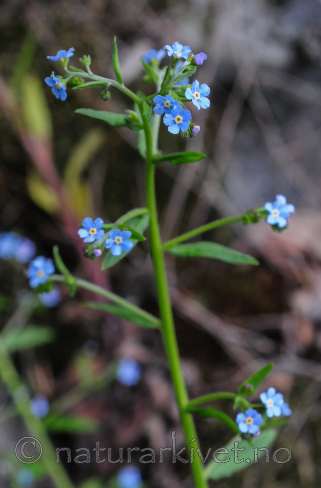 SR0_3395 / Lappula deflexa / Hengepiggfrø