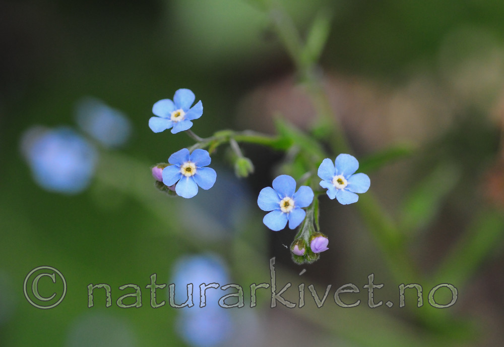 SR0_3413 / Lappula deflexa / Hengepiggfrø