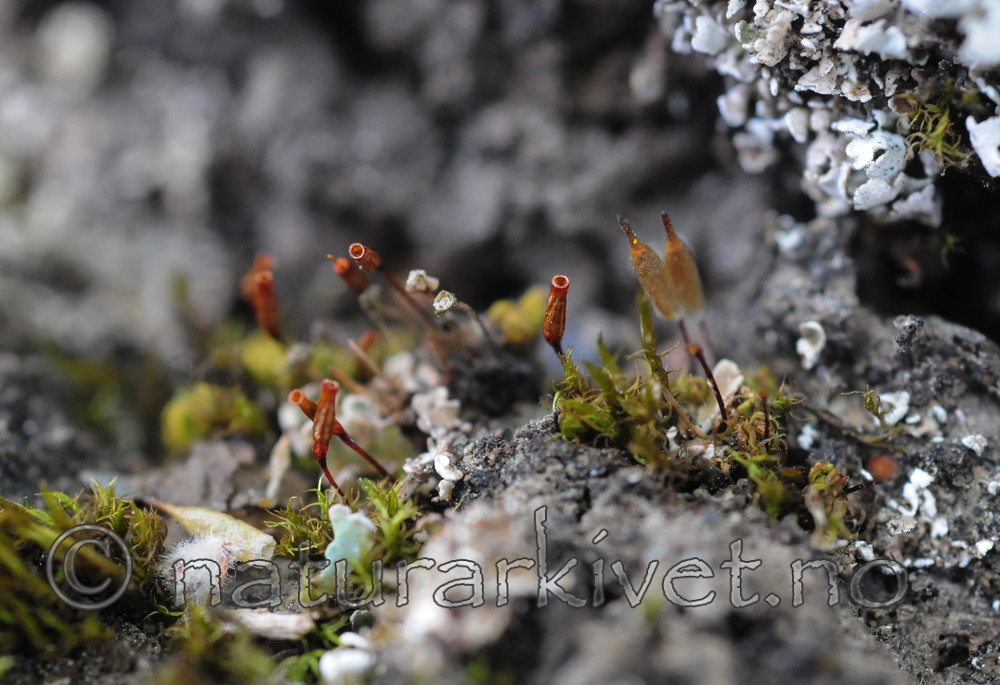 SR0_3427 / Encalypta spathulata / Hårklokkemose