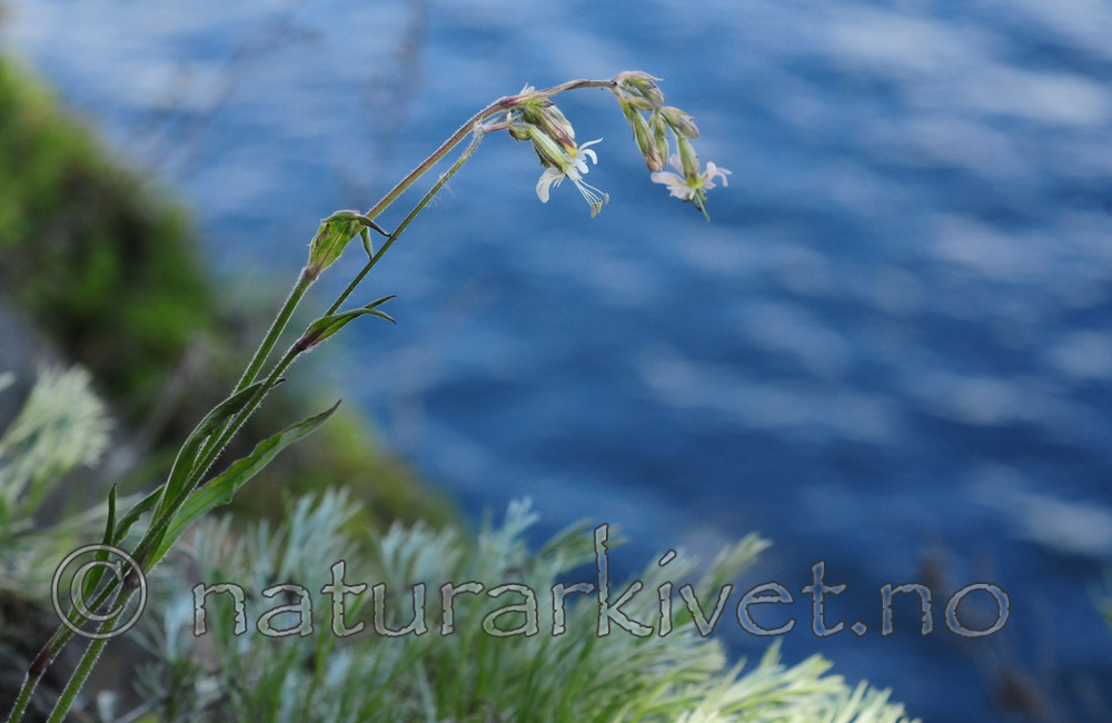 SR0_3544 / Silene nutans / Nikkesmelle