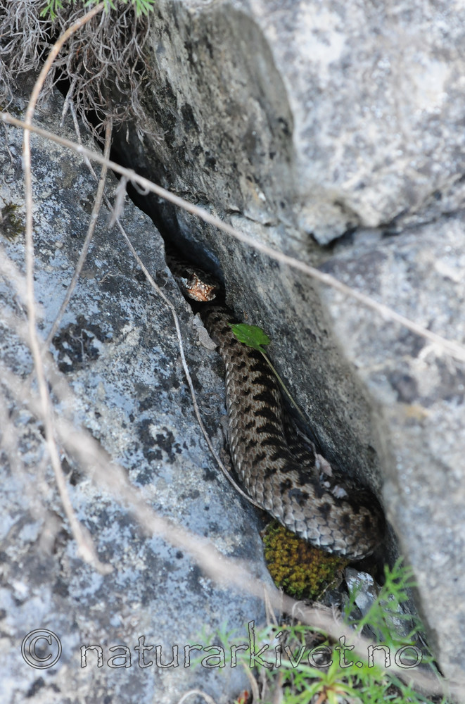 SR0_3581 / Vipera berus / Hoggorm