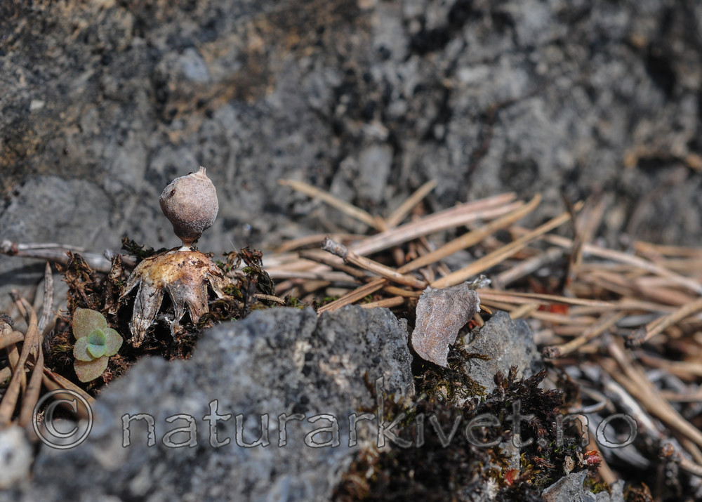 SR0_3665 / Geastrum minimum / Småjordstjerne