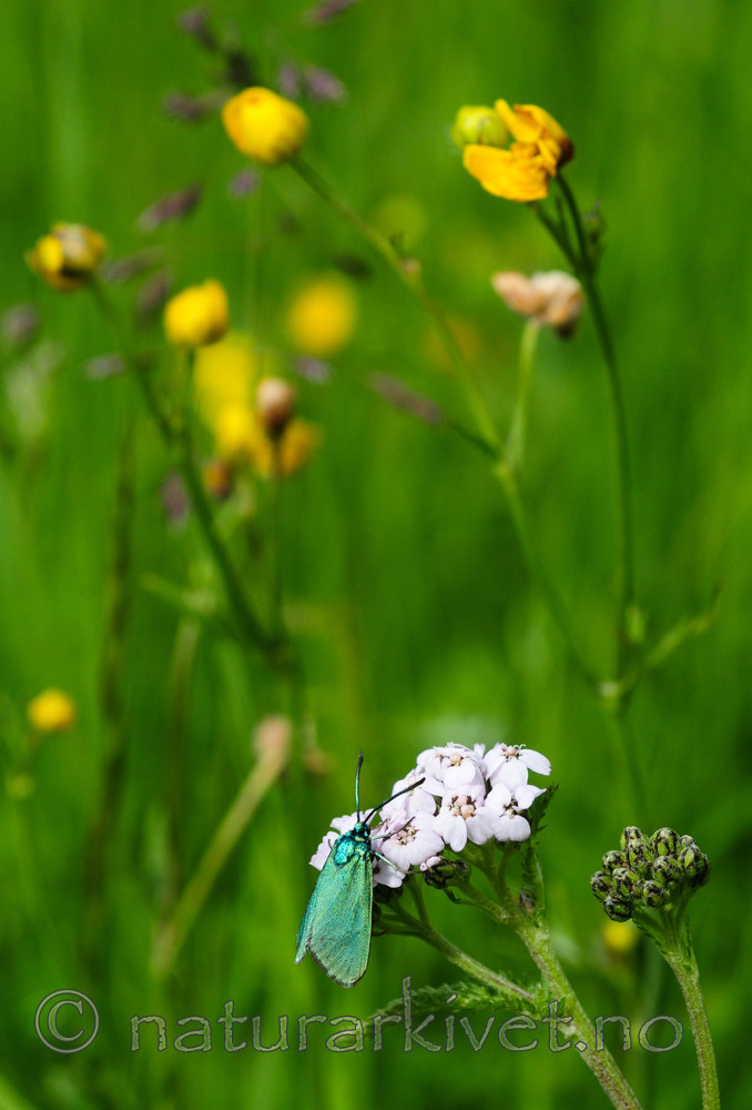 SR0_3767 / Achillea millefolium / Ryllik <br /> Adscita statices / Grønn metallsvermer
