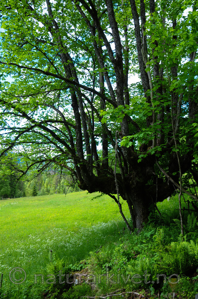 SR0_3789 / Ulmus glabra / Alm