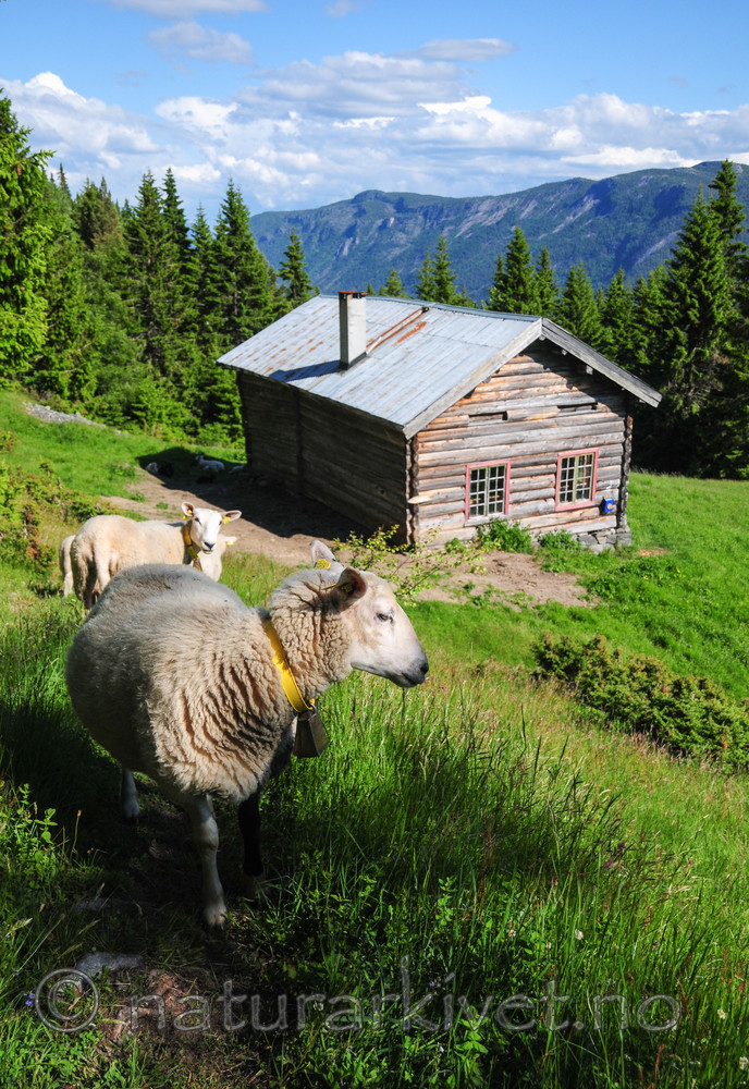 SR0_3824 / Ovis aries / Sau