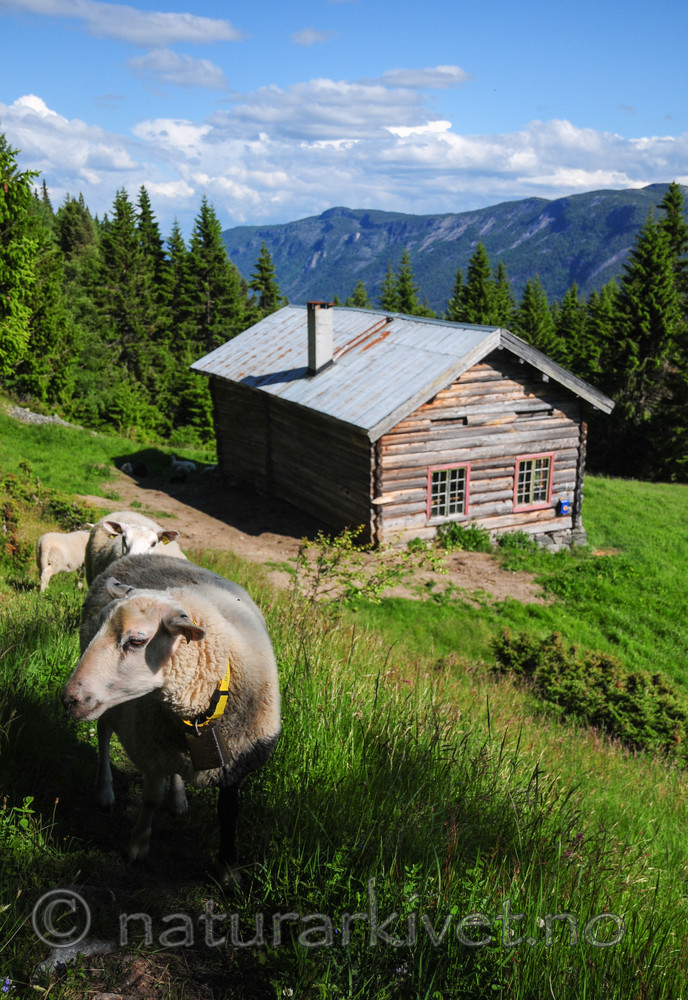 SR0_3825 / Ovis aries / Sau