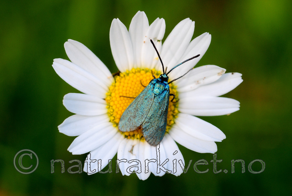 SR0_3844 / Adscita statices / Grønn metallsvermer <br /> Leucanthemum vulgare / Prestekrage