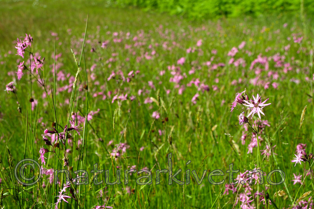 SR0_3856 / Lychnis flos-cuculi / Hanekam