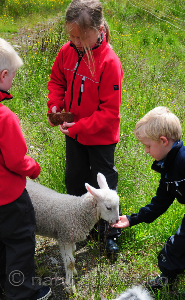 SR0_3988 / Ovis aries / Sau