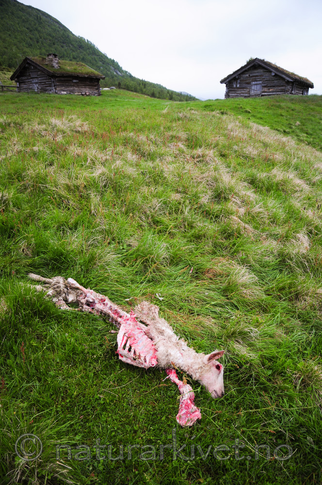 SR0_4022 / Ovis aries / Sau