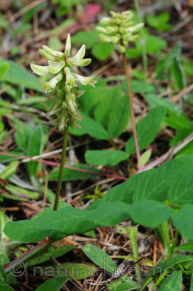SR0_4065 / Astragalus glycyphyllos / Lakrismjelt