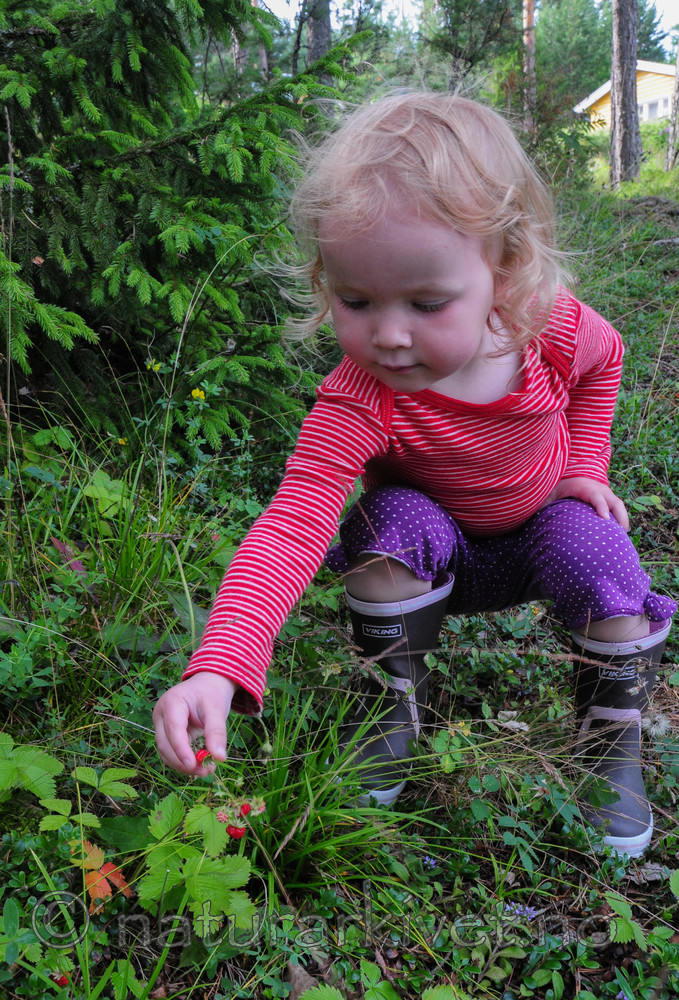 SR0_4075 / Fragaria vesca / Markjordbær