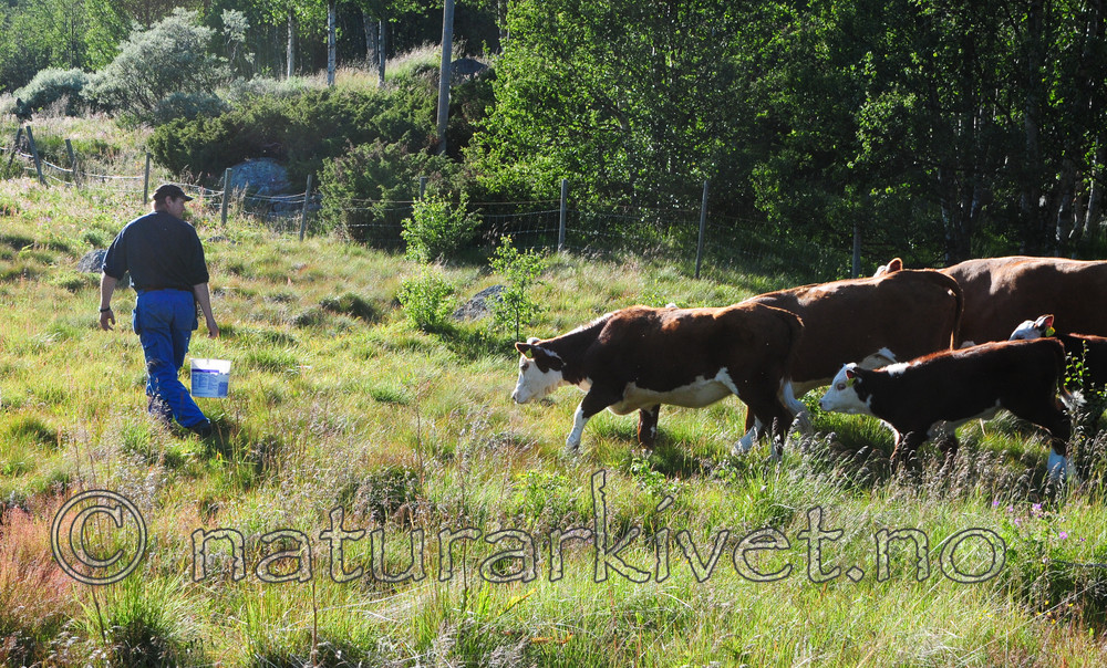 SR0_4222 / Bos taurus / Storfe