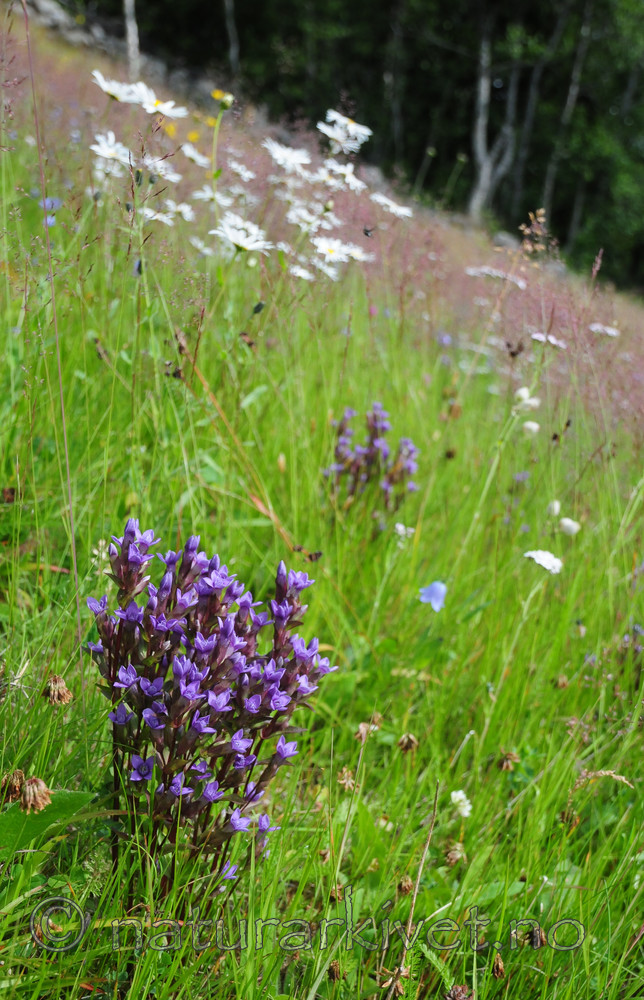 SR0_4327 / Gentianella campestris campestris / Engbakkesøte