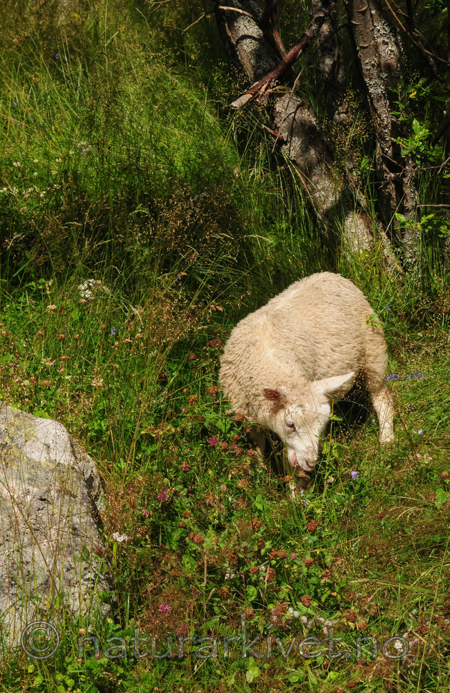 SR0_4355 / Ovis aries / Sau