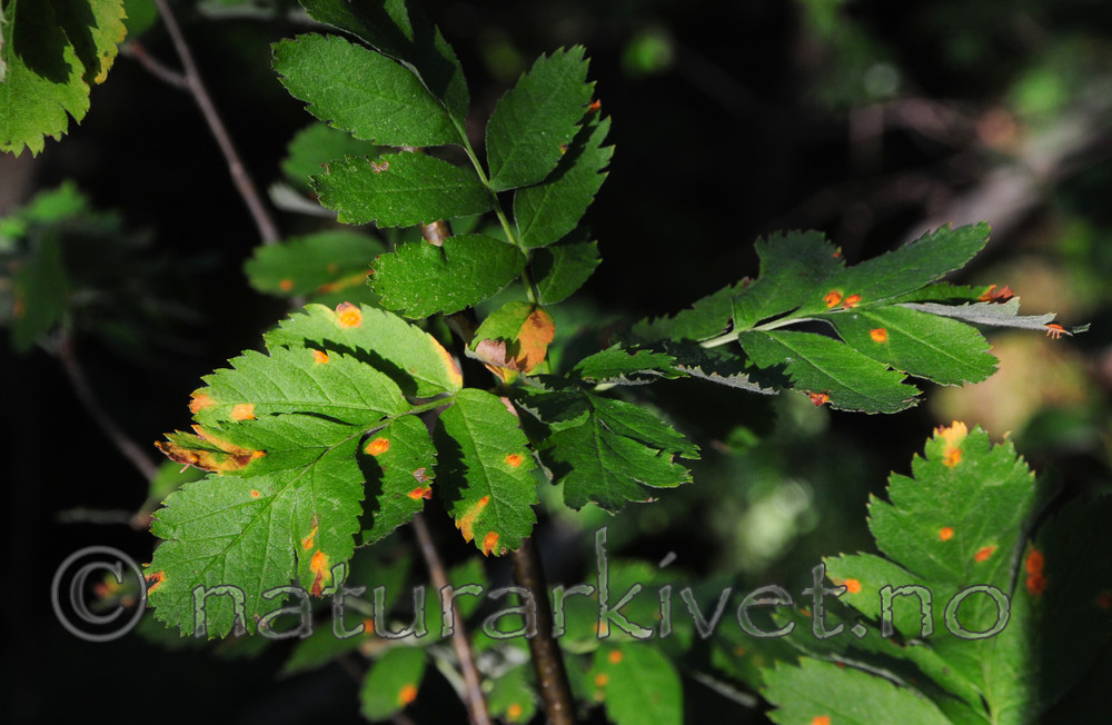 SR0_4555 / Sorbus meinichii / Fagerrogn