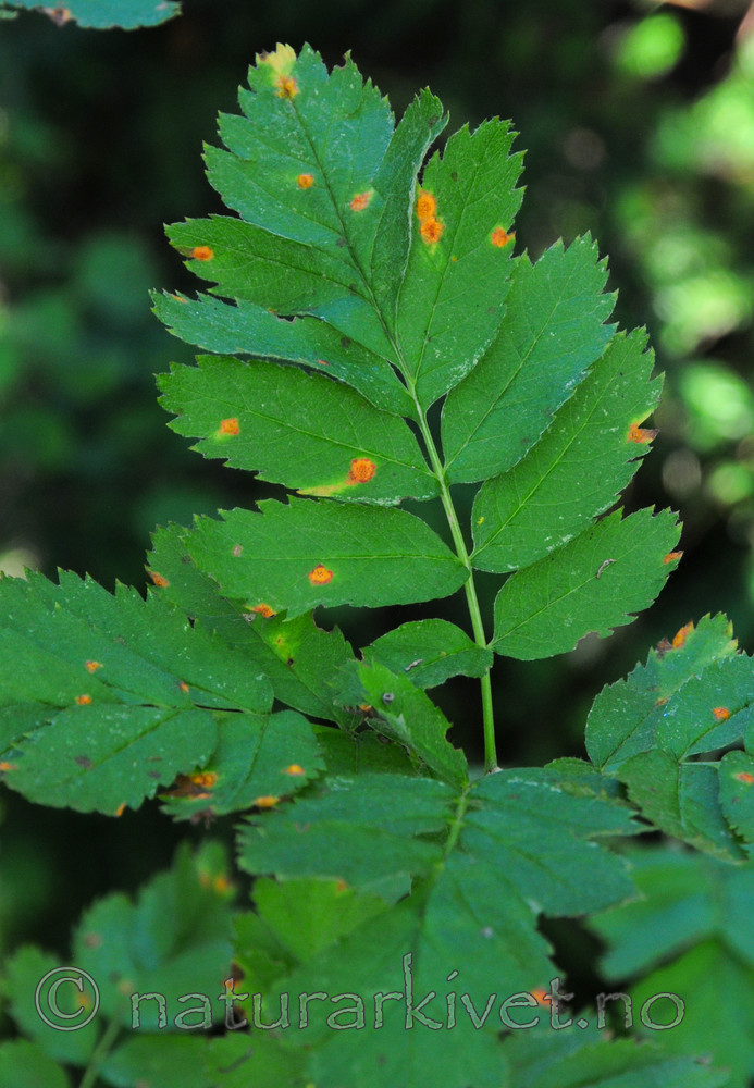 SR0_4559 / Sorbus meinichii / Fagerrogn