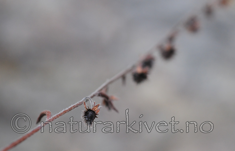 SR0_4826 / Lappula deflexa / Hengepiggfrø