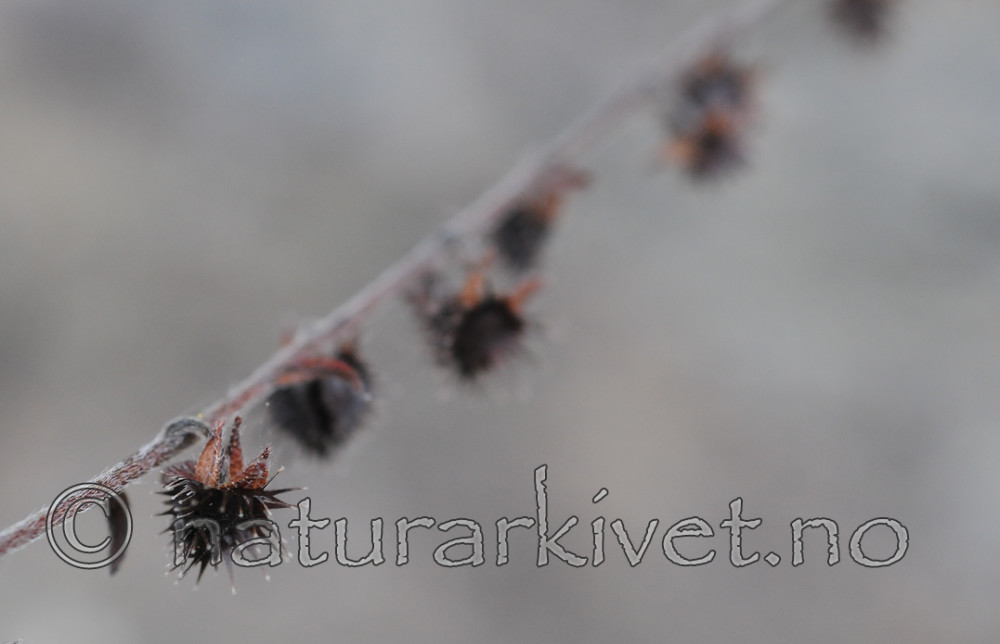 SR0_4832 / Lappula deflexa / Hengepiggfrø