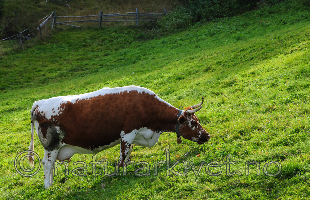 SR0_5110 / Bos taurus / Storfe