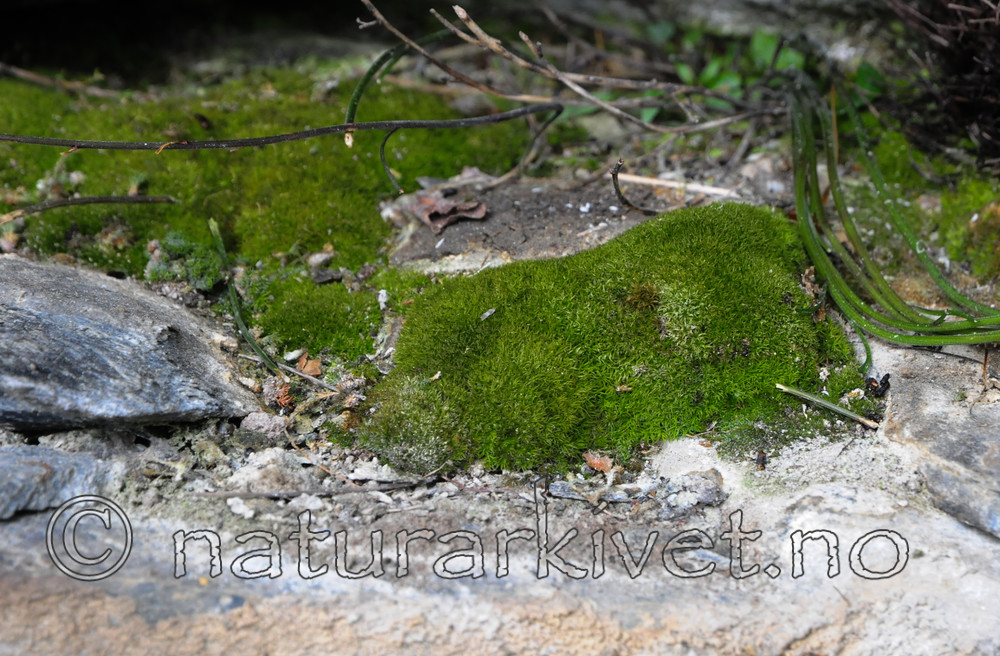 SR0_5184 / Didymodon glaucus / Blåkurlemose