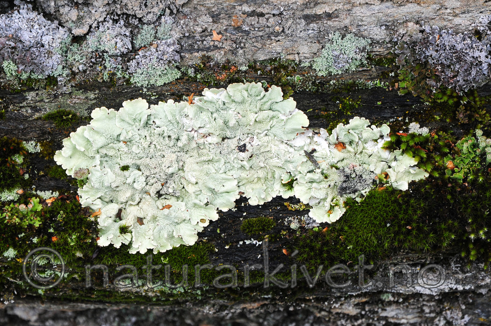 SR0_5216 / Flavoparmelia caperata / Eikelav