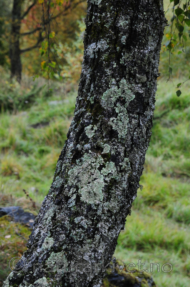 SR0_5223 / Flavoparmelia caperata / Eikelav