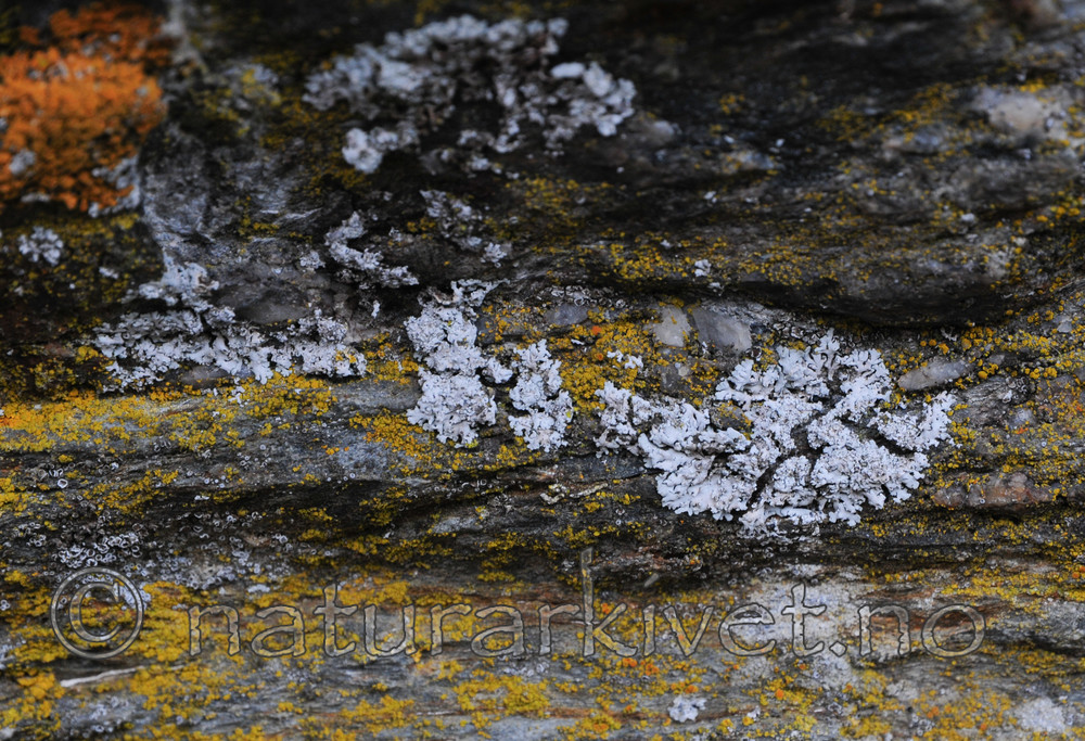 SR0_5236 / Physcia dimidiata / Grynrosettlav