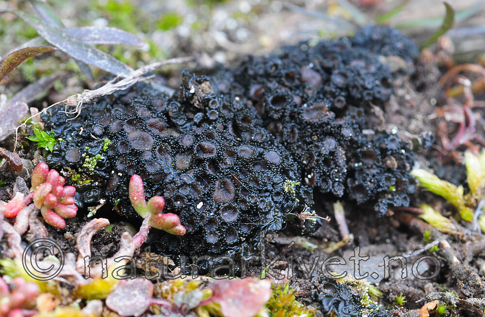 SR0_5251 / Enchylium bachmanianum / Tannjordglye