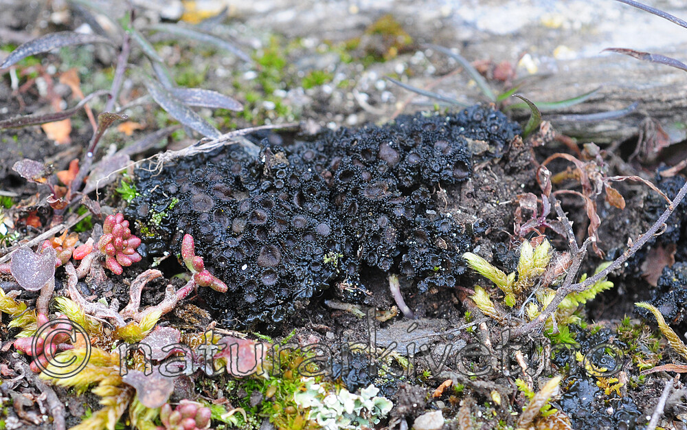 SR0_5274 / Enchylium bachmanianum / Tannjordglye