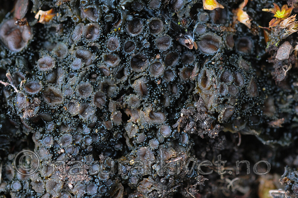 SR0_5314 / Enchylium bachmanianum / Tannjordglye