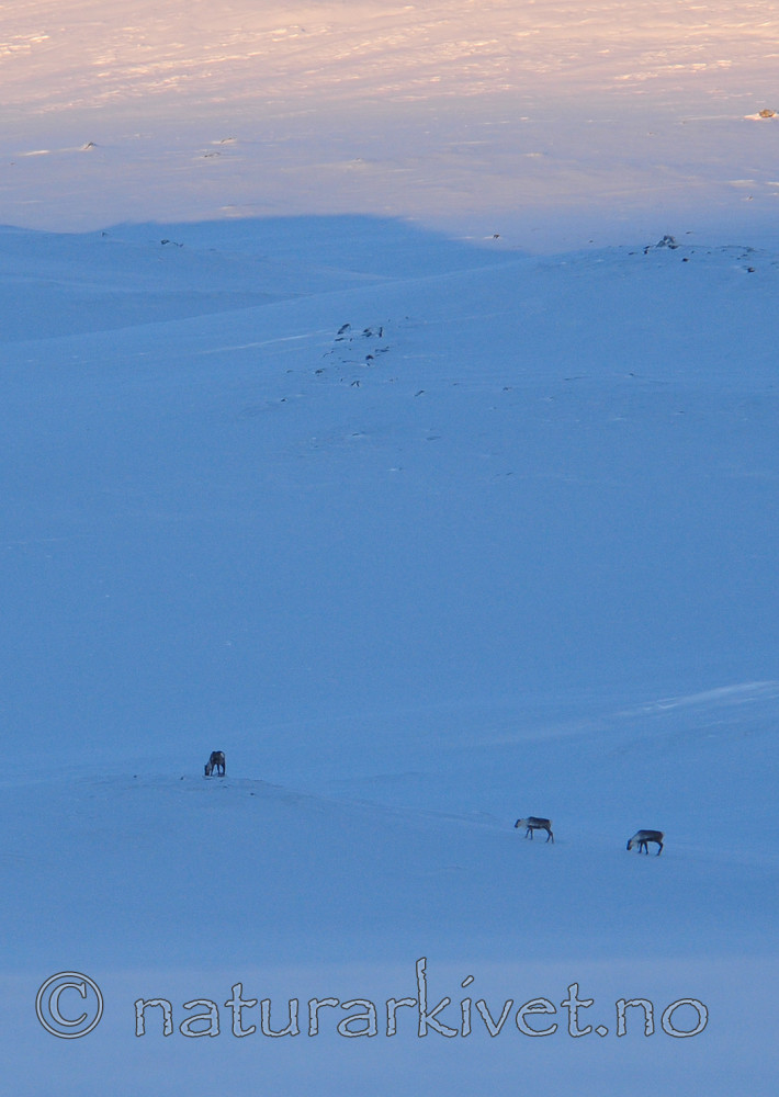 SR0_6185-5 / Rangifer tarandus tarandus / Fjellrein