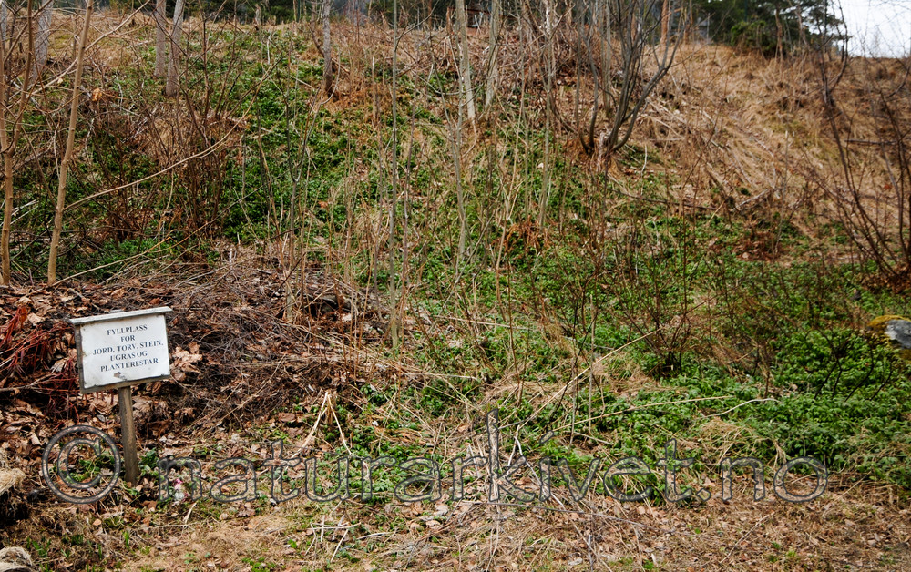 SR0_6810 / Vinca minor / Gravmyrt