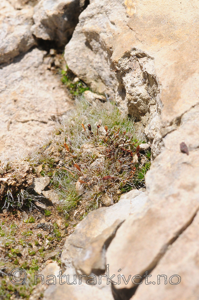 SR0_7056 / Pterygoneurum ovatum / Stjertmose