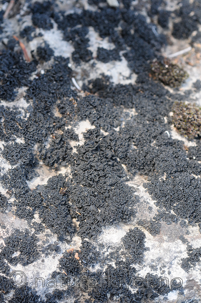 SR0_7090 / Thyrea confusa