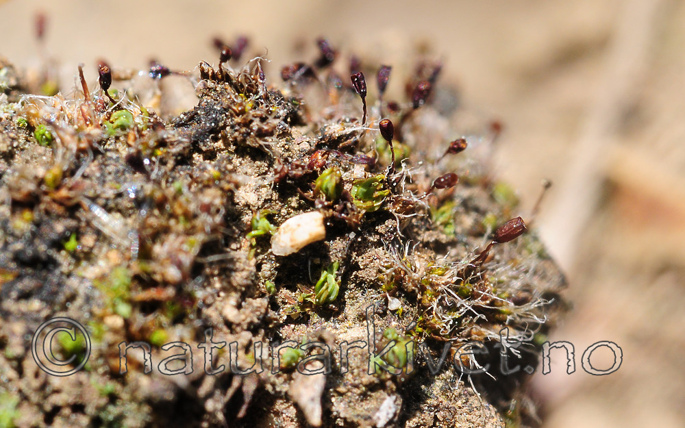 SR0_7122 / Pterygoneurum ovatum / Stjertmose