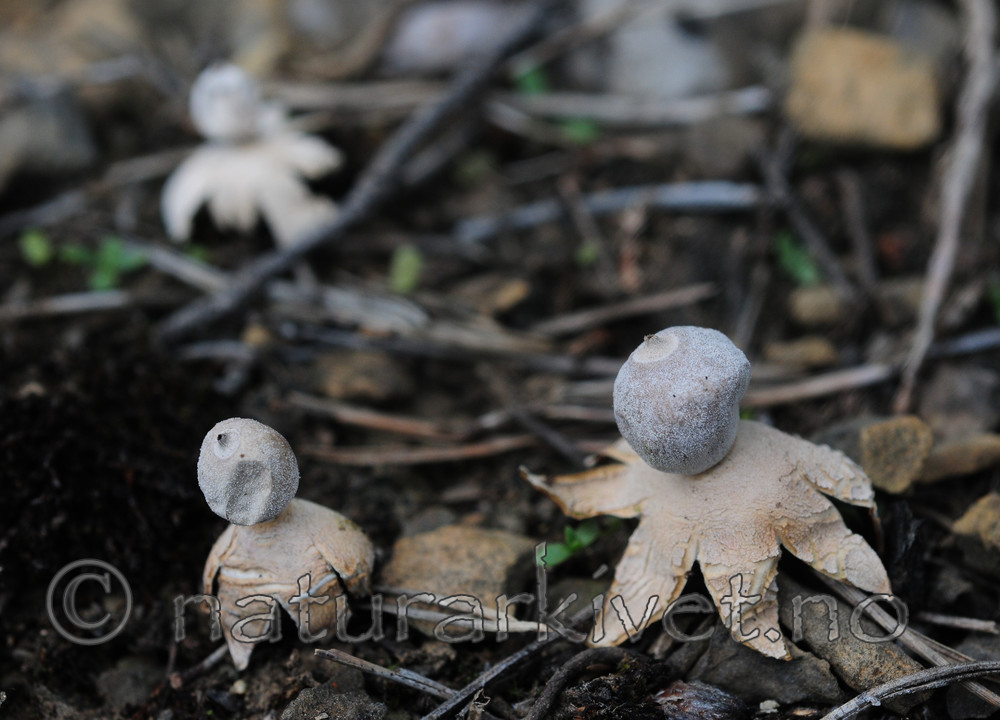 SR0_7151 / Geastrum minimum / Småjordstjerne