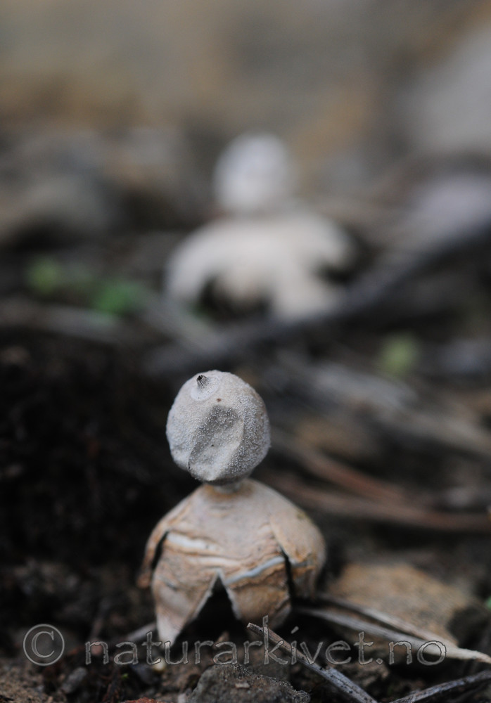 SR0_7160 / Geastrum minimum / Småjordstjerne