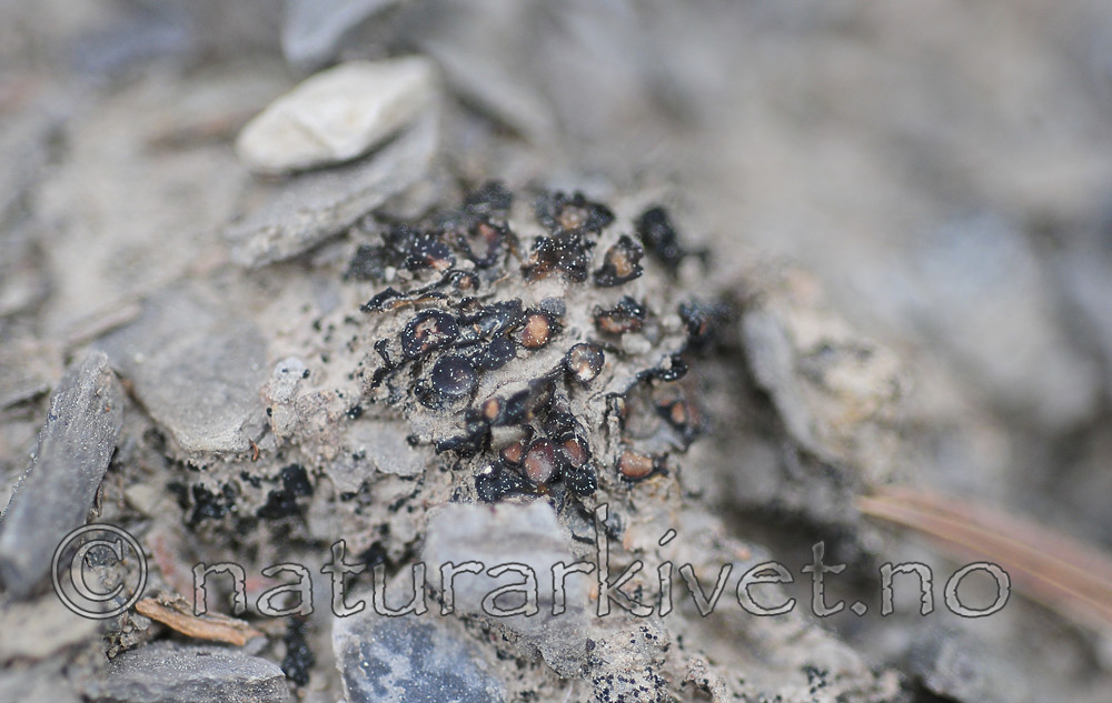 SR0_7196 / Enchylium limosum / Leirglye