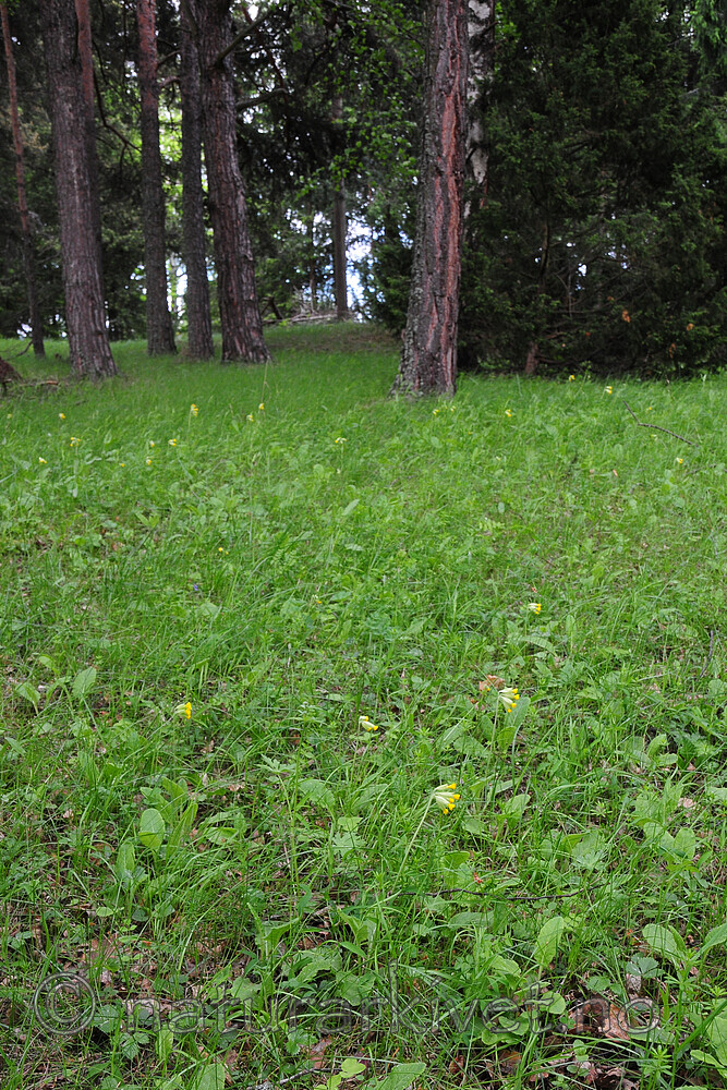 SR0_7224 / Primula veris / Marianøkleblom